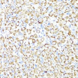 Anti-CYP3A4 antibody used in IHC (Paraffin sections) (IHC-P). GTX53947