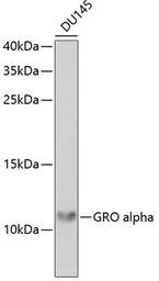 Anti-CXCL1 / GRO alpha antibody used in Western Blot (WB). GTX53966