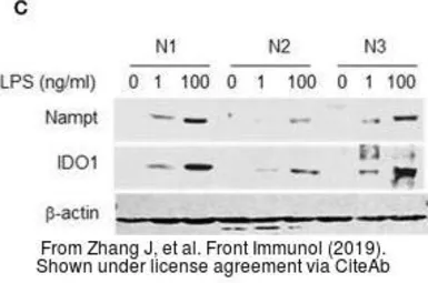Anti-IDO1 antibody [10.1] used in Western Blot (WB). GTX54075