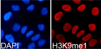 Anti-Histone H3K9me1 (mono-methyl Lys9) antibody used in Immunocytochemistry/ Immunofluorescence (ICC/IF). GTX54101