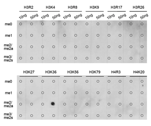 Anti-Histone H3K36me2 (di-methyl Lys36) antibody used in Dot blot (Dot). GTX54108