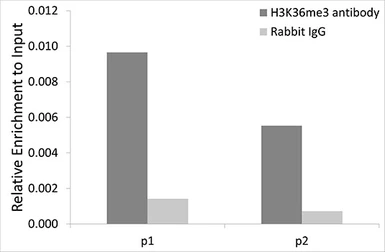 Anti-Histone H3K36me3 (tri-methyl Lys36) antibody used in ChIP assay (ChIP assay). GTX54109