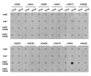 Anti-Histone H4R3me2 (di-methyl Arg3) antibody used in Dot blot (Dot). GTX54116