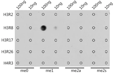 Anti-Histone H3R8me1 (mono-methyl Arg8) antibody used in Dot blot (Dot). GTX54135
