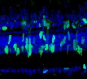 Anti-Pcna antibody used in IHC (Frozen sections) (IHC-Fr). GTX54187