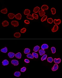 Anti-Lamin B1 antibody used in Immunocytochemistry/ Immunofluorescence (ICC/IF). GTX54288