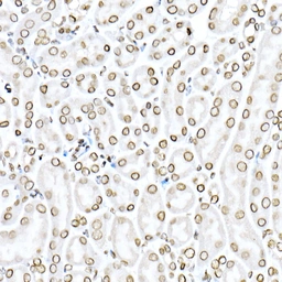 Anti-Lamin B1 antibody used in IHC (Paraffin sections) (IHC-P). GTX54288