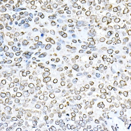 Anti-Lamin B1 antibody used in IHC (Paraffin sections) (IHC-P). GTX54288