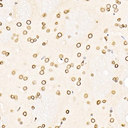 Anti-Lamin B1 antibody used in IHC (Paraffin sections) (IHC-P). GTX54288
