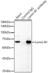 Anti-Lamin B1 antibody used in Immunoprecipitation (IP). GTX54288
