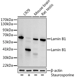 Anti-Lamin B1 antibody used in Western Blot (WB). GTX54288