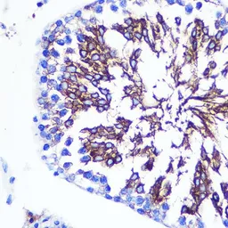 Anti-LETMD1 antibody used in IHC (Paraffin sections) (IHC-P). GTX54331