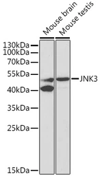 Anti-JNK3 antibody used in Western Blot (WB). GTX54343