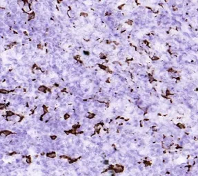 Anti-CD163 antibody [RM3/1] used in IHC (Frozen sections) (IHC-Fr). GTX54458