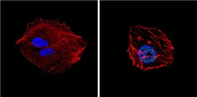 Anti-GATA4 antibody used in Immunocytochemistry/ Immunofluorescence (ICC/IF). GTX54530