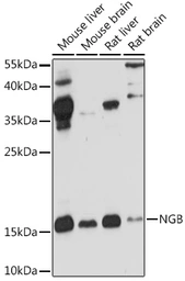 Anti-Neuroglobin antibody used in Western Blot (WB). GTX54552