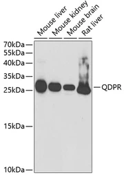 Anti-QDPR antibody used in Western Blot (WB). GTX54559