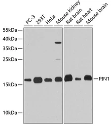 Anti-PIN1 antibody used in Western Blot (WB). GTX54590