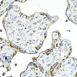Anti-PRG2 antibody used in IHC (Paraffin sections) (IHC-P). GTX54611