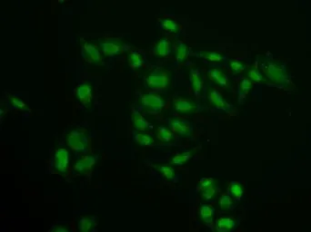 Anti-SSRP1 antibody used in Immunocytochemistry/ Immunofluorescence (ICC/IF). GTX54690
