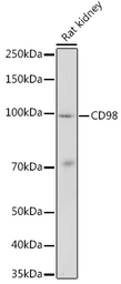 Anti-CD98 antibody used in Western Blot (WB). GTX54716