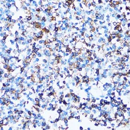 Anti-CD43 antibody used in IHC (Paraffin sections) (IHC-P). GTX54729