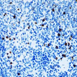 Anti-CD43 antibody used in IHC (Paraffin sections) (IHC-P). GTX54729