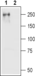 Anti-Cav1.2 antibody used in Western Blot (WB). GTX54754