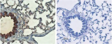 Anti-CFTR antibody used in IHC (Paraffin sections) (IHC-P). GTX54774
