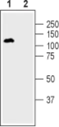 Anti-DPP6 antibody used in Western Blot (WB). GTX54792