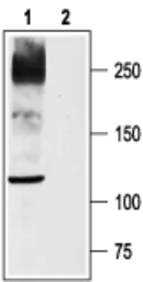 Anti-Nav1.8 antibody used in Western Blot (WB). GTX54805
