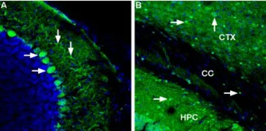 Anti-Ferroportin 1 antibody used in IHC (Frozen sections) (IHC-Fr). GTX54821