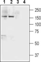 Anti-Neurexin 1 antibody used in Western Blot (WB). GTX54845