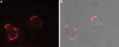 Anti-Neurexin 1 antibody used in Live cell imaging (LCI). GTX54845