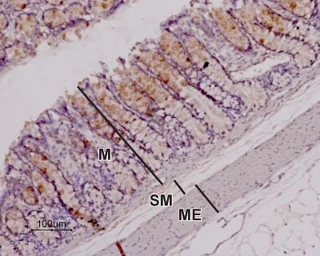 Anti-Orexin Receptor 1 antibody used in IHC (Paraffin sections) (IHC-P). GTX54847