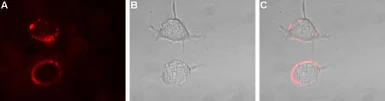 Anti-Kv1.1 antibody used in Live cell imaging (LCI). GTX54875