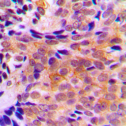 Anti-ACOT2 antibody used in IHC (Paraffin sections) (IHC-P). GTX54912