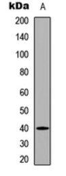 Anti-PBK (phospho Thr9) antibody used in Western Blot (WB). GTX54960