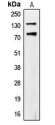 Anti-CDCP1 (phospho Tyr707) antibody used in Western Blot (WB). GTX54967