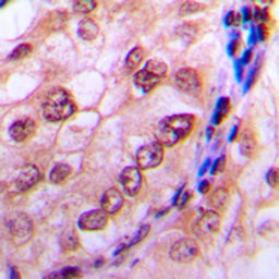 Anti-CDC6 (phospho Ser54) antibody used in IHC (Paraffin sections) (IHC-P). GTX55007