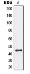 Anti-SEK1 / MKK4 (phospho Ser80) antibody used in Western Blot (WB). GTX55115