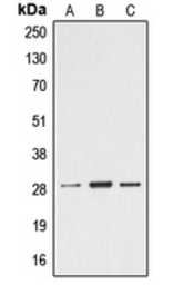 Anti-Ephrin A4 antibody used in Western Blot (WB). GTX55144