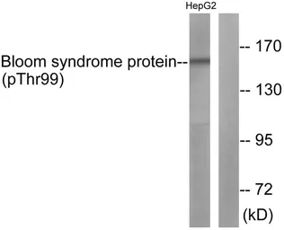 Anti-BLM (phospho Thr99) antibody used in Western Blot (WB). GTX55314
