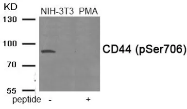 Anti-CD44 (phospho Ser706) antibody used in Western Blot (WB). GTX55385