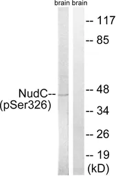 Anti-NUDC (phospho Ser326) antibody used in Western Blot (WB). GTX55448