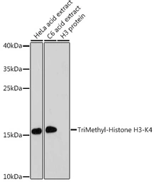 Anti-Histone H3K4me3 (Tri-methyl Lys4) antibody used in Western Blot (WB). GTX55482