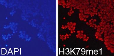 Anti-Histone H3K79me1 (mono-methyl Lys79) antibody used in Immunocytochemistry/ Immunofluorescence (ICC/IF). GTX55483