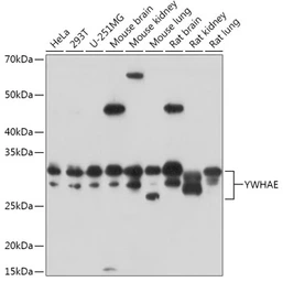 Anti-14-3-3 epsilon antibody used in Western Blot (WB). GTX55485