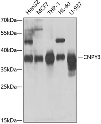Anti-CNPY3 antibody used in Western Blot (WB). GTX55574