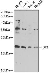 Anti-DR1 antibody used in Western Blot (WB). GTX55597